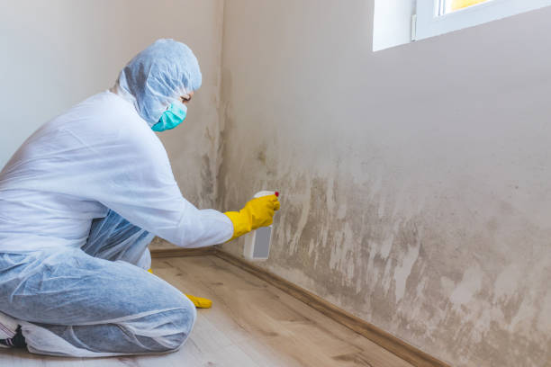 Licensed Mold Testing service in Havertown, PA - WQB Mold Removal